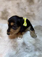 Little socks, a female Miniature Dachshund for sale in Baldwin, FL – 5 of 5