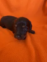 AKC Black Beauty, a female Miniature Dachshund for sale in Baldwin, FL – 3 of 3