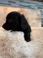 Midnight, a female Miniature Dachshund for sale in Baldwin, FL – Photo 3 of 5