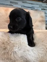 Midnight, a female Miniature Dachshund for sale in Baldwin, FL – Photo 4 of 5