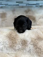 Midnight, a female Miniature Dachshund for sale in Baldwin, FL – Photo 5 of 5