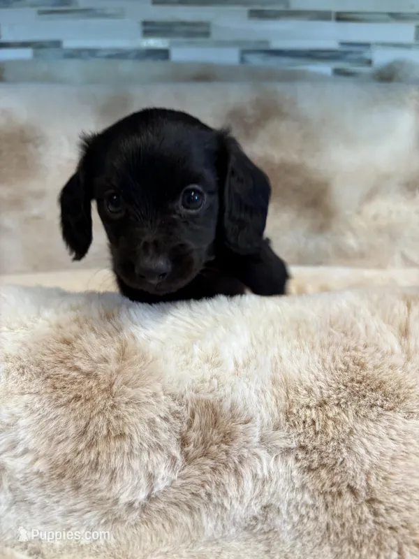 Midnight – Miniature Dachshund puppy for sale in Baldwin, FL