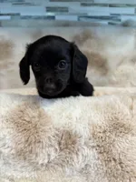 Midnight, a female Miniature Dachshund for sale in Baldwin, FL – Photo 1 of 5