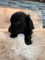 Midnight, a female Miniature Dachshund for sale in Baldwin, FL – Photo 2 of 5