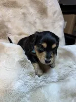 Manly, a male Miniature Dachshund for sale in Baldwin, FL – 5 of 5