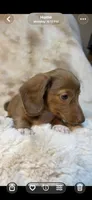 AKC Sweet Issabella, a female Miniature Dachshund for sale in Baldwin, FL – 6 of 6