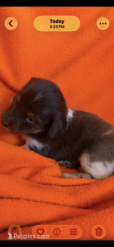 AKC Anna – Miniature Dachshund puppy for sale in Baldwin, FL