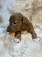 Sweet Issabella, a female Miniature Dachshund for sale in Baldwin, FL – 2 of 3