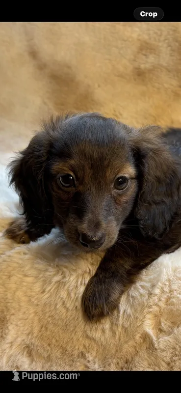 Miss Chocolate Brindle – Miniature Dachshund puppy for sale in Baldwin, FL