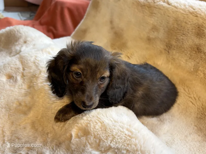 Miss Chocolate Brindle – Miniature Dachshund puppy for sale in Baldwin, FL