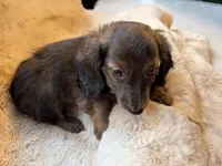 Miss Chocolate Brindle, a female Miniature Dachshund for sale in Baldwin, FL – Photo 2 of 9