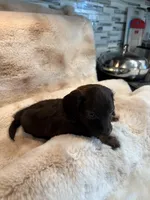 Mrs Brindle, a female Miniature Dachshund for sale in Baldwin, FL – Photo 4 of 4