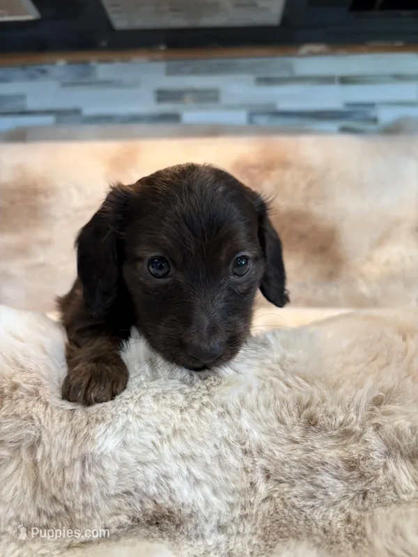 Mrs Brindle – Miniature Dachshund puppy for sale in Baldwin, FL