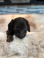 Mrs Brindle, a female Miniature Dachshund for sale in Baldwin, FL – Photo 1 of 4