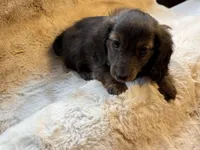 Miss Chocolate Brindle, a female Miniature Dachshund for sale in Baldwin, FL – Photo 9 of 9