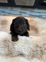 Mrs Brindle, a female Miniature Dachshund for sale in Baldwin, FL – Photo 2 of 4