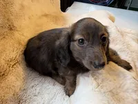 Miss Chocolate Brindle, a female Miniature Dachshund for sale in Baldwin, FL – Photo 3 of 9