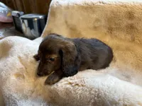 Miss Chocolate Brindle, a female Miniature Dachshund for sale in Baldwin, FL – Photo 4 of 9