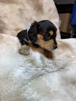 Manly, a male Miniature Dachshund for sale in Baldwin, FL – 2 of 5