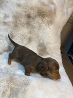 Dapple Boy, a male Miniature Dachshund for sale in Baldwin, FL – 3 of 5