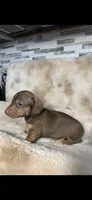AKC Chester, a male Miniature Dachshund for sale in Baldwin, FL – Photo 2 of 4
