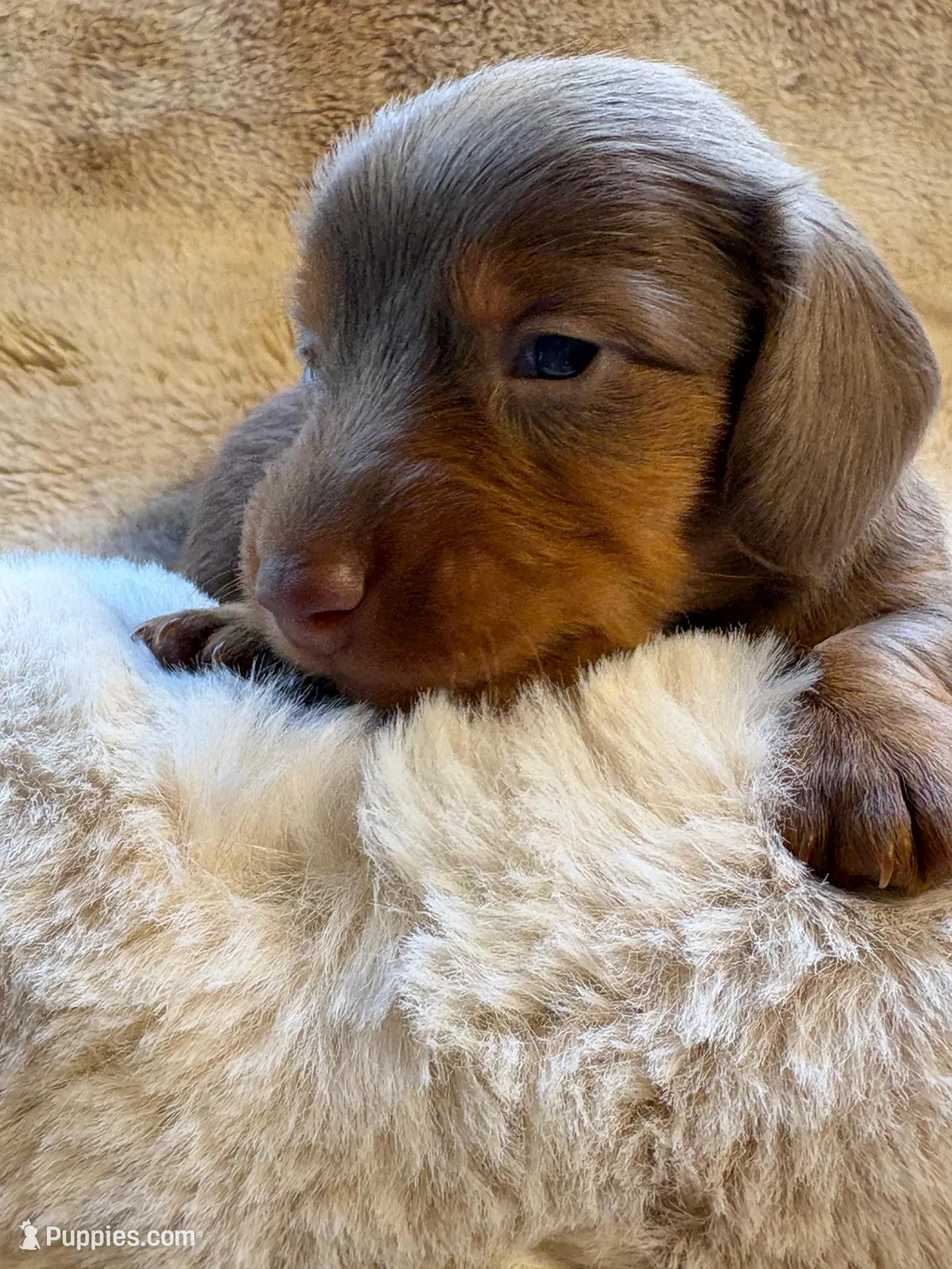 Mr Light, a male Miniature Dachshund for sale in Baldwin, FL – Photo 2 of 5