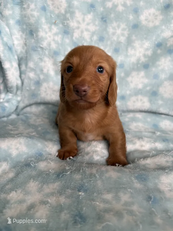 AKC Rudy – Miniature Dachshund puppy for sale in Baldwin, FL