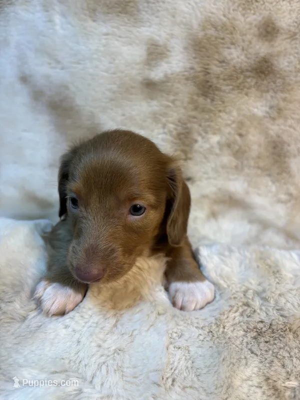 Sweet Issabella – Miniature Dachshund puppy for sale in Baldwin, FL