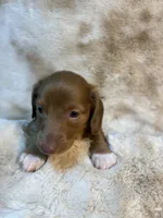 Sweet Issabella, a female Miniature Dachshund for sale in Baldwin, FL – 1 of 3