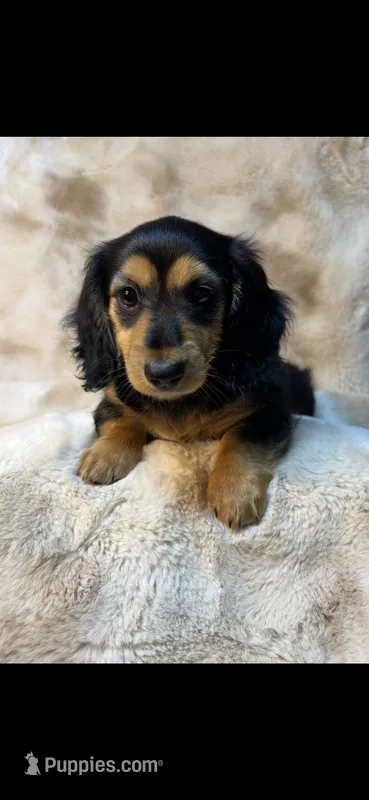 AKC Sissy – Miniature Dachshund puppy for sale in Baldwin, FL