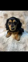 AKC Sissy, a female Miniature Dachshund for sale in Baldwin, FL – 1 of 2