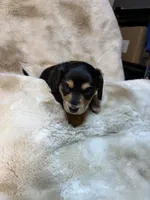 Manly, a male Miniature Dachshund for sale in Baldwin, FL – 3 of 5