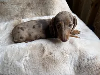 Coco, a female Miniature Dachshund for sale in Baldwin, FL – Photo 3 of 5