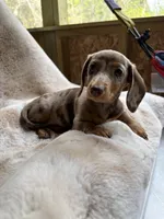 Coco, a female Miniature Dachshund for sale in Baldwin, FL – Photo 5 of 5