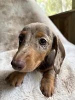 Coco, a female Miniature Dachshund for sale in Baldwin, FL – Photo 4 of 5