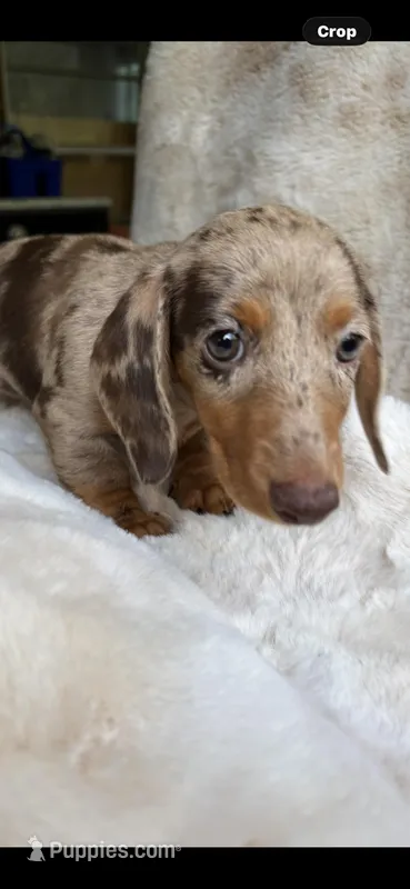 Coco – Miniature Dachshund puppy for sale in Baldwin, FL