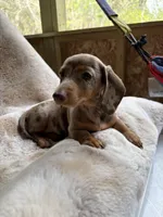 Coco, a female Miniature Dachshund for sale in Baldwin, FL – Photo 2 of 5