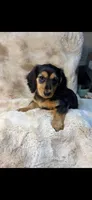 AKC Sissy, a female Miniature Dachshund for sale in Baldwin, FL – 2 of 2