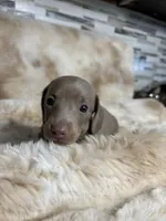 AKC Little Miss, a female Miniature Dachshund for sale in Baldwin, FL – Photo 2 of 3