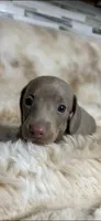AKC Little Miss, a female Miniature Dachshund for sale in Baldwin, FL – Photo 1 of 3
