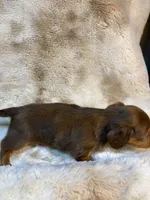 Dapple Boy, a male Miniature Dachshund for sale in Baldwin, FL – 5 of 5