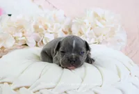Nash, a male French Bulldog for sale in Rock Valley, IA – 2 of 4