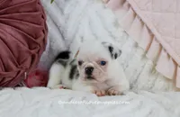 Quinn, a female Pug for sale in Rock Valley, IA – Photo 2 of 3