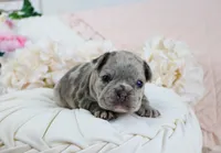 Shai, a male French Bulldog for sale in Rock Valley, IA – 2 of 6