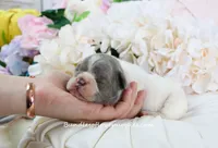 Leo, a male French Bulldog for sale in Rock Valley, IA – 3 of 5