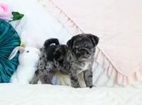 Ebony, a female Pug for sale in Rock Valley, IA – 7 of 7