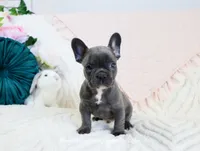 Laken, a male French Bulldog for sale in Rock Valley, IA – Photo 3 of 4