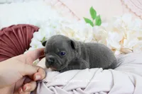 Laken, a male French Bulldog for sale in Rock Valley, IA – Photo 2 of 4