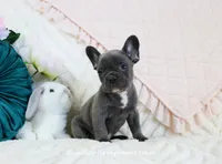 Laken, a male French Bulldog for sale in Rock Valley, IA – Photo 2 of 4