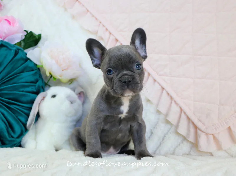Laken – French Bulldog puppy for sale in Rock Valley, IA